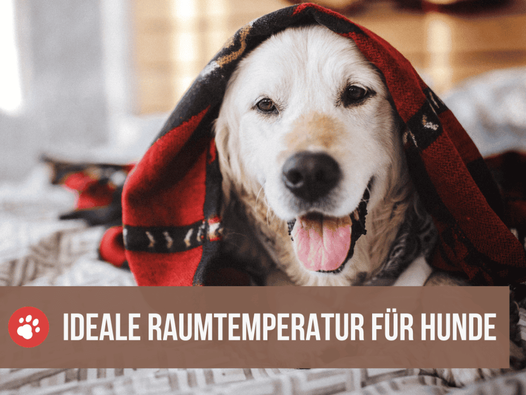 Die ideale Raumtemperatur für Hunde? Einfach erklärt!