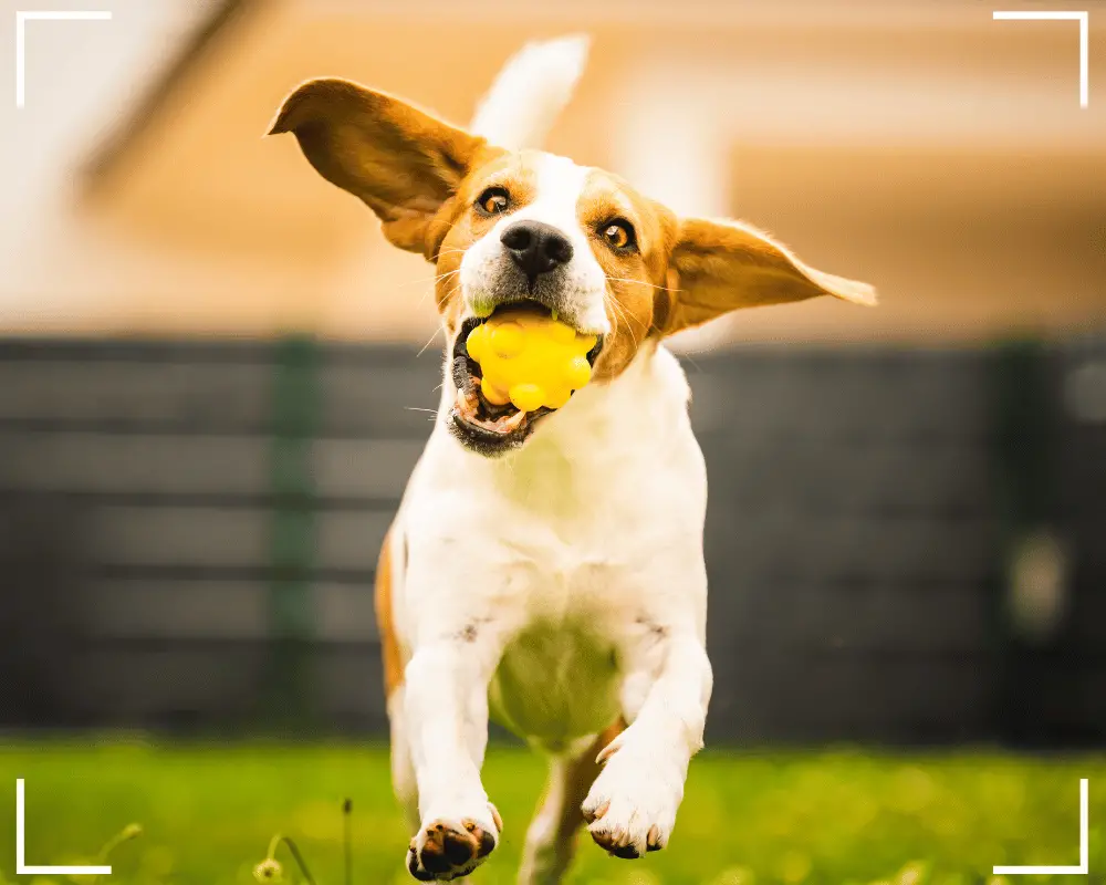 junger hund will spielen mit ball