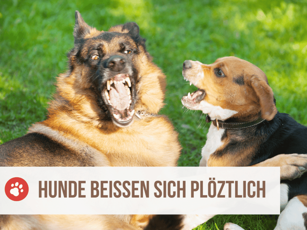 Spürt ein Hund wenn jemand stirbt? Verblüffende Erkenntnisse über unsere Spürnasen