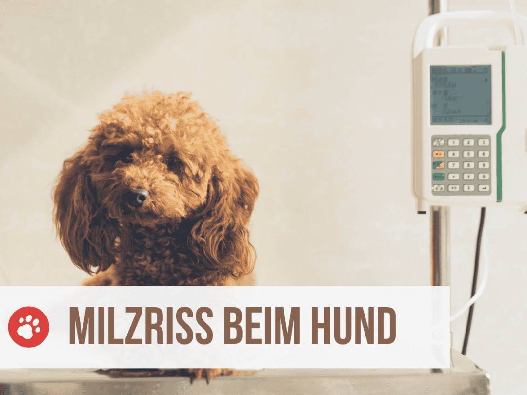 Warum Pinkelt Mein Hund Auf Seinen Schlafplatz Mein Hund pinkelt auf seinen Schlafplatz [6 Gründe & Lösungen]