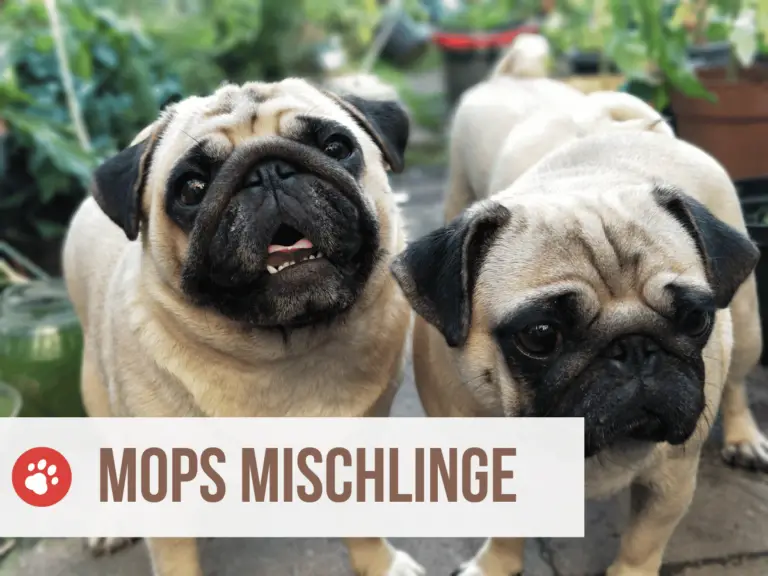 Mops Mischling: Die 18 beliebtesten Mops Mischling Arten [mit Bildern]