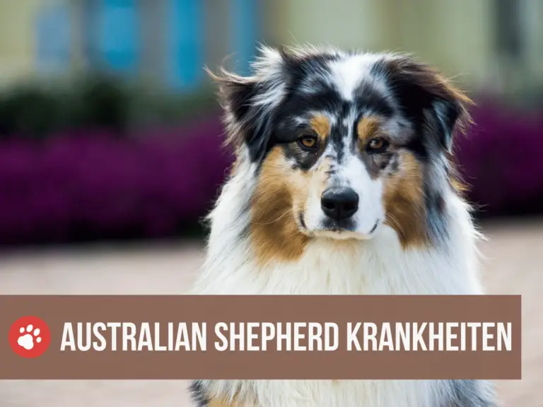Rassetypische Australian Shepherd Krankheiten: Diese solltest du kennen beim Aussie