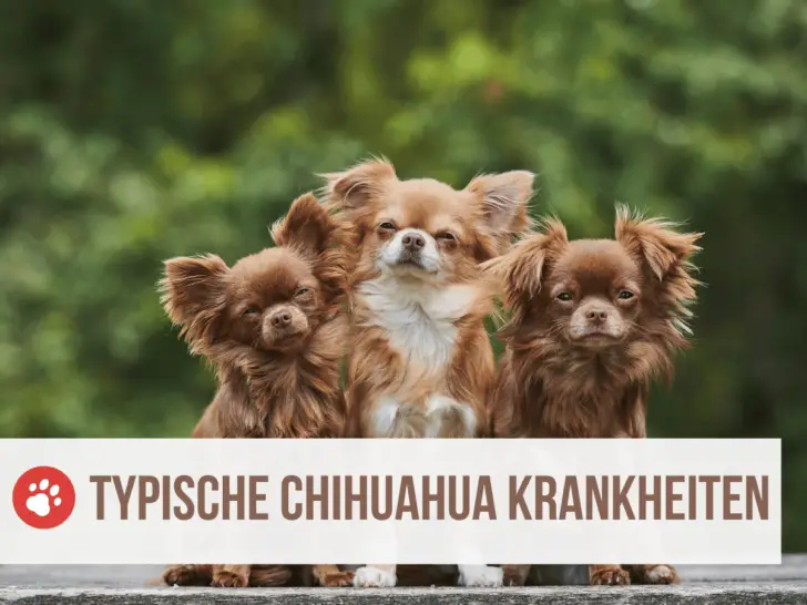5 Typische Chihuahua Krankheiten und Erbkrankheiten