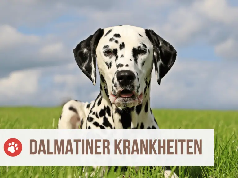 4 Typische Dalmatiner Krankheiten: Von Harnsteinen bis zur Taubheit