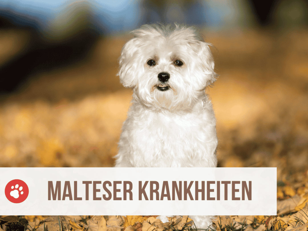 6 Tipps, wenn dein alter Hund nachts unruhig ist