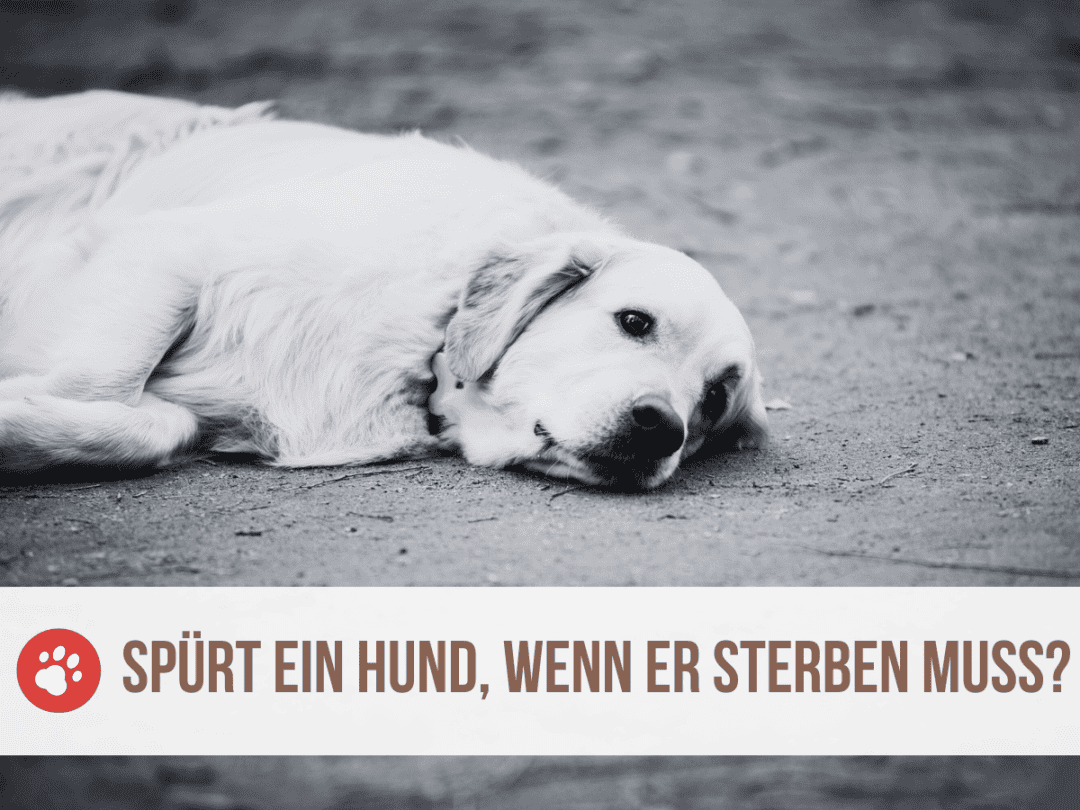 Spürt ein Hund, wenn er sterben muss? 4 Anzeichen eines sterbenden Hundes