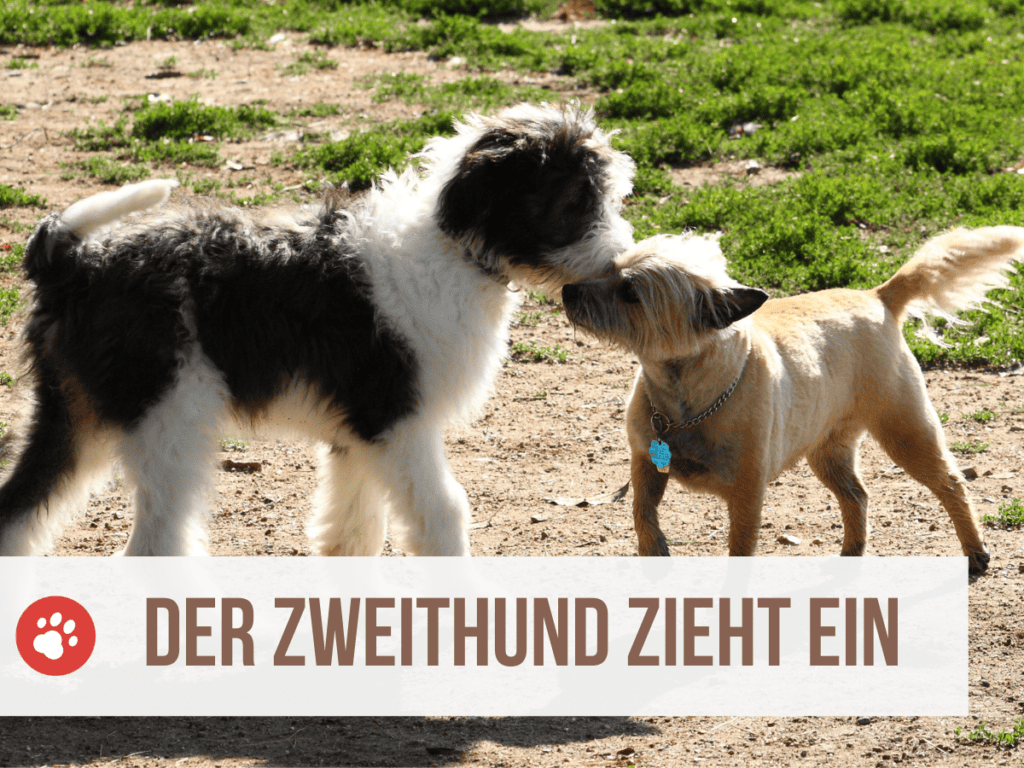 Spürt ein Hund wenn jemand stirbt? Verblüffende Erkenntnisse über unsere Spürnasen