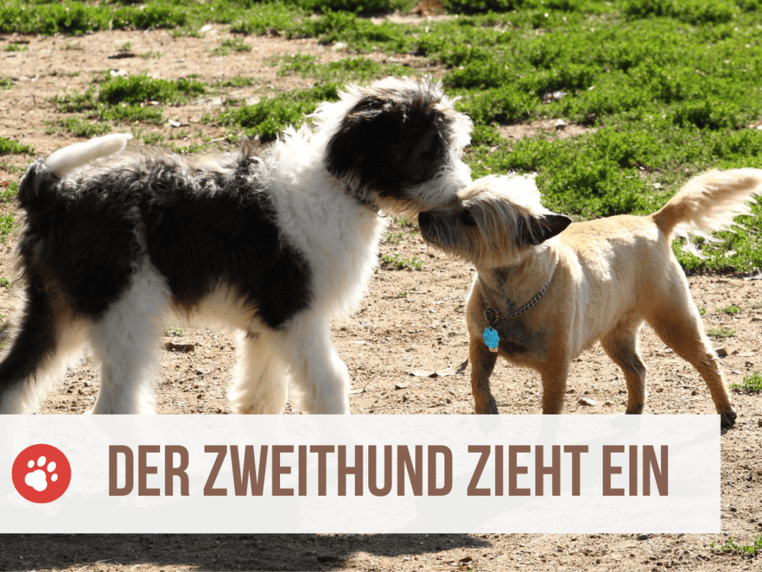 Wie Verhält Sich Ein Hund Wenn Er Stirbt Spürt ein Hund wenn jemand stirbt? Verblüffende Erkenntnisse über