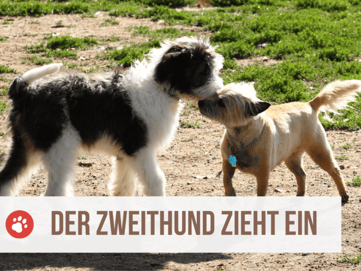 Ein Zweithund zieht ein – 7 Tipps für die  Eingewöhnung