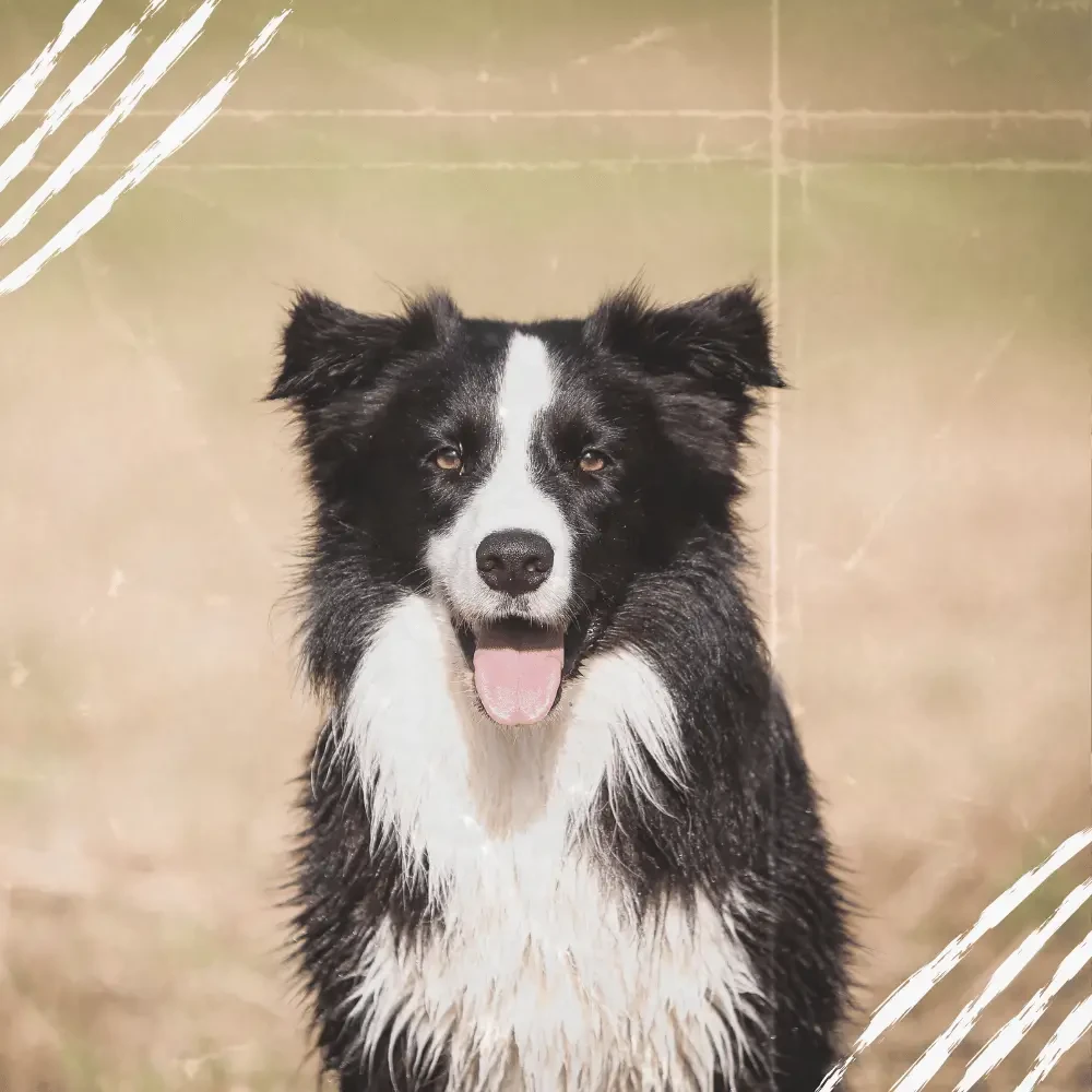 border collie leidet an Canine Ceroid-Lipofuszinose