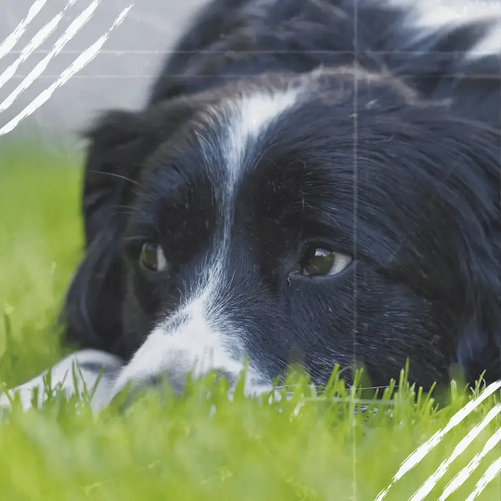 border collie leidet an Imerslund-Gräsbeck-Syndrom