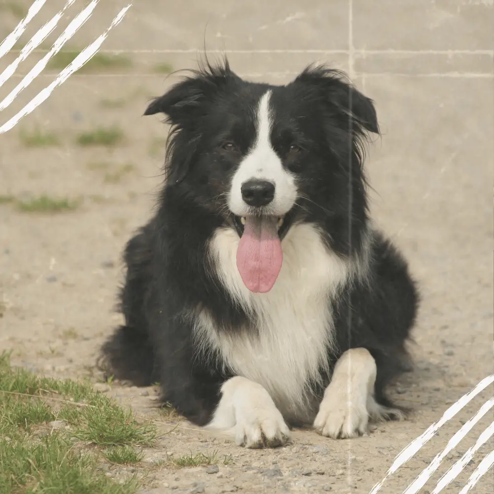 border collie leidet an Trapped Neutrophil Syndrome