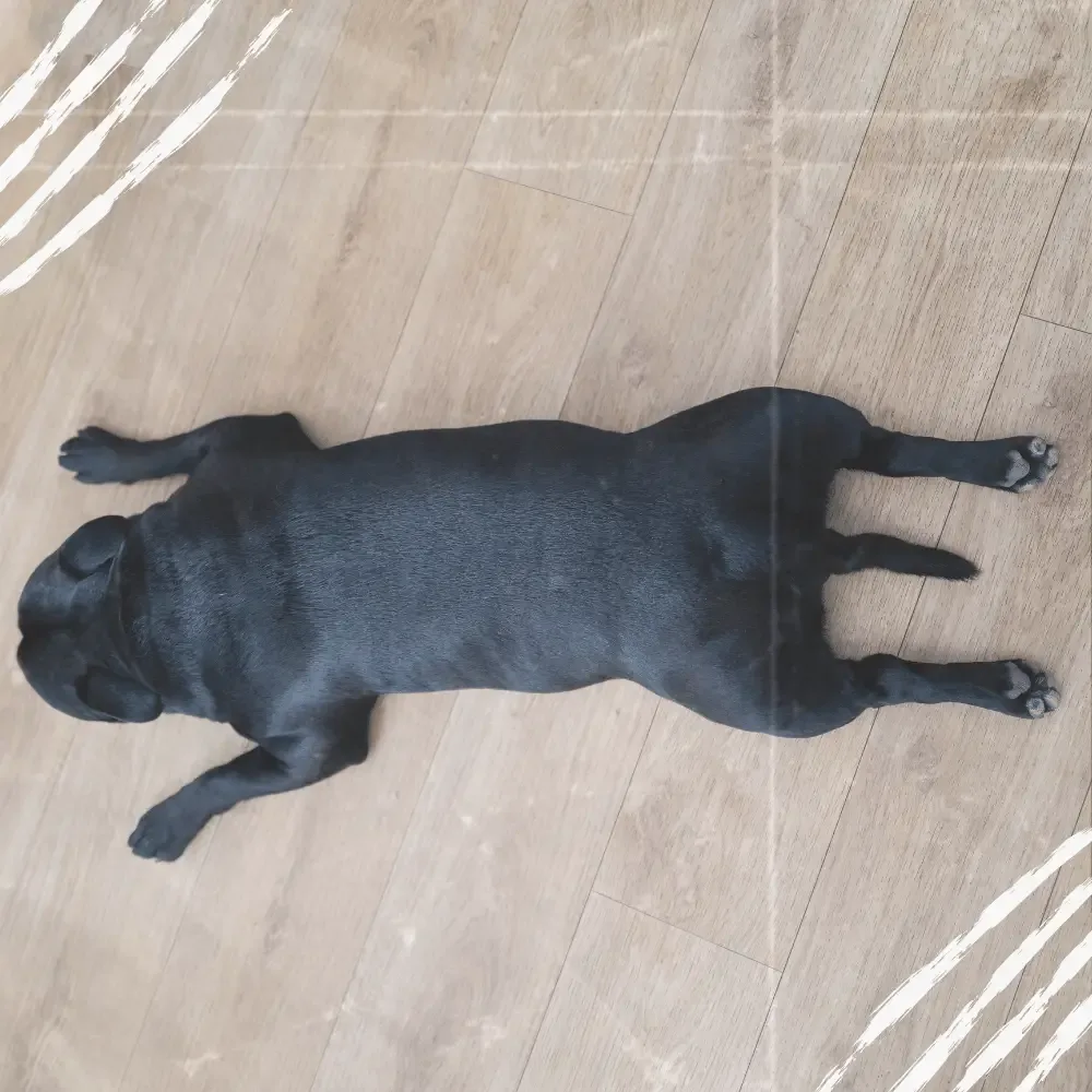 bullterrier schläft auf dem bauch