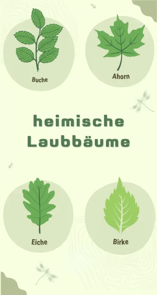 deutschlands heimische laubbäume