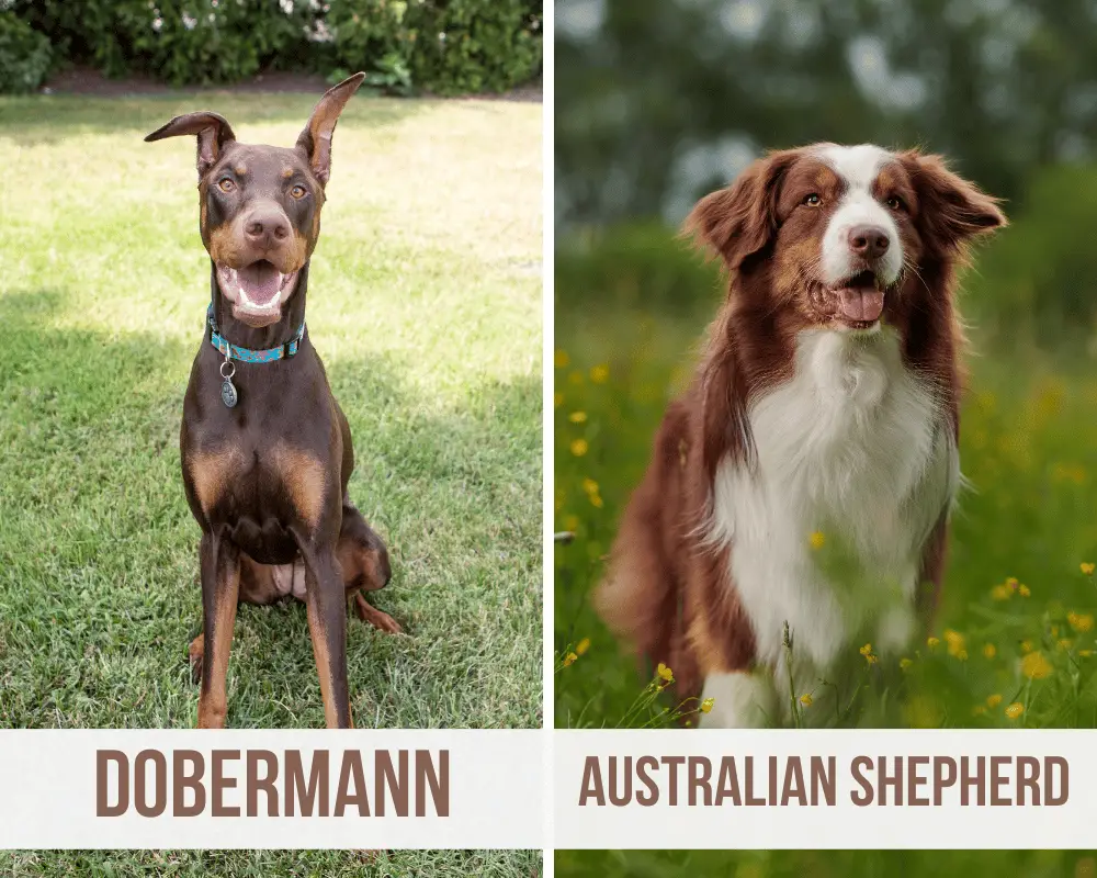 dobermann australian shepherd mix