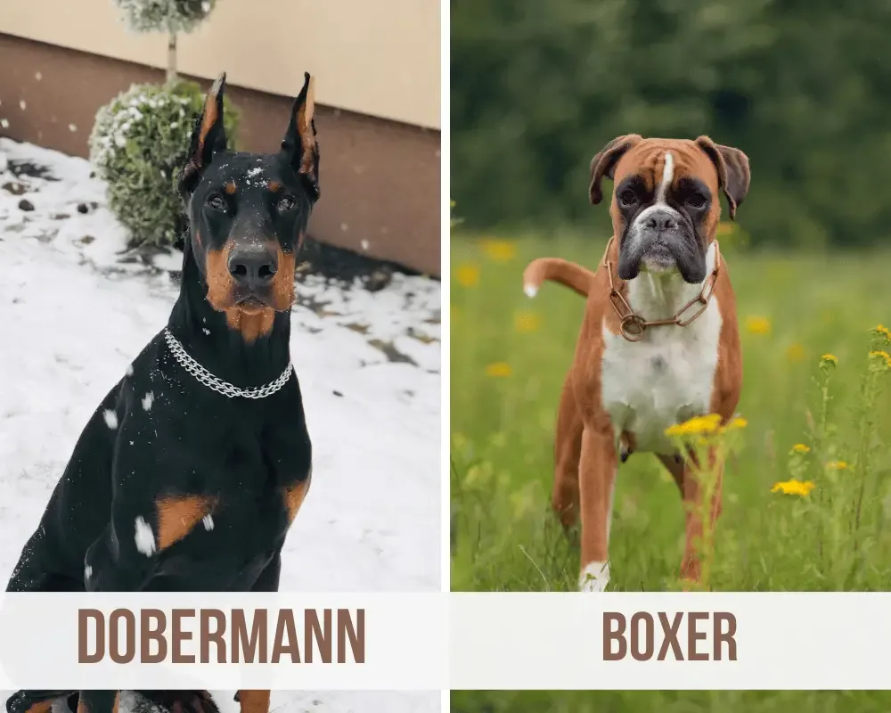 dobermann boxer mix