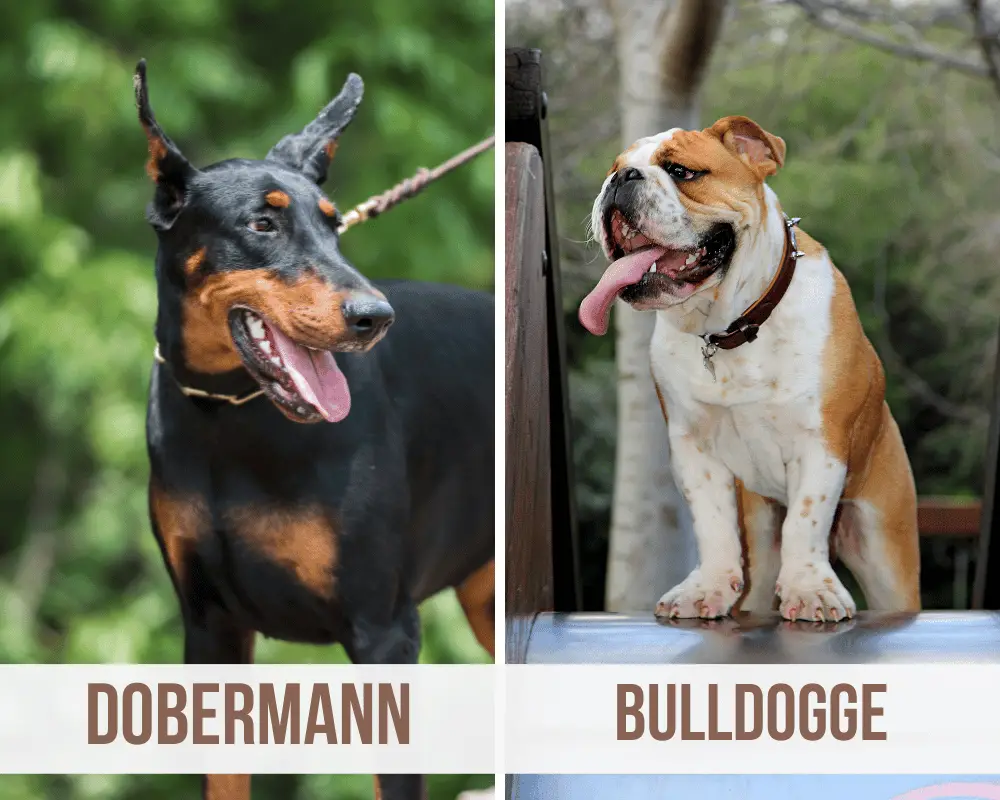 dobermann bulldogge mix