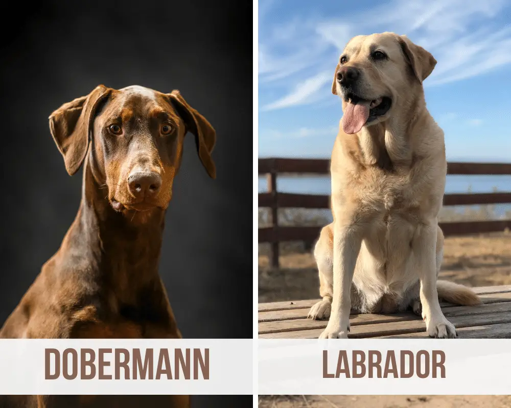 dobermann labrador mix