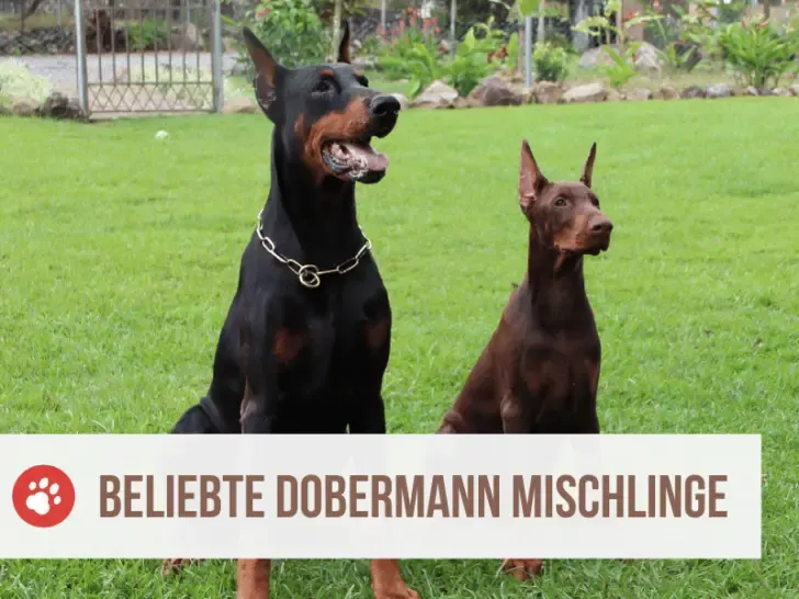 Dobermann Mix: Die 21 beliebtesten Dobermann Mischlinge
