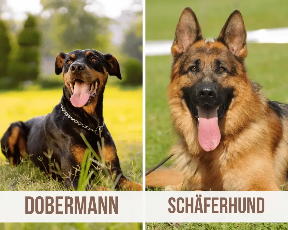 dobermann schäferhund mix