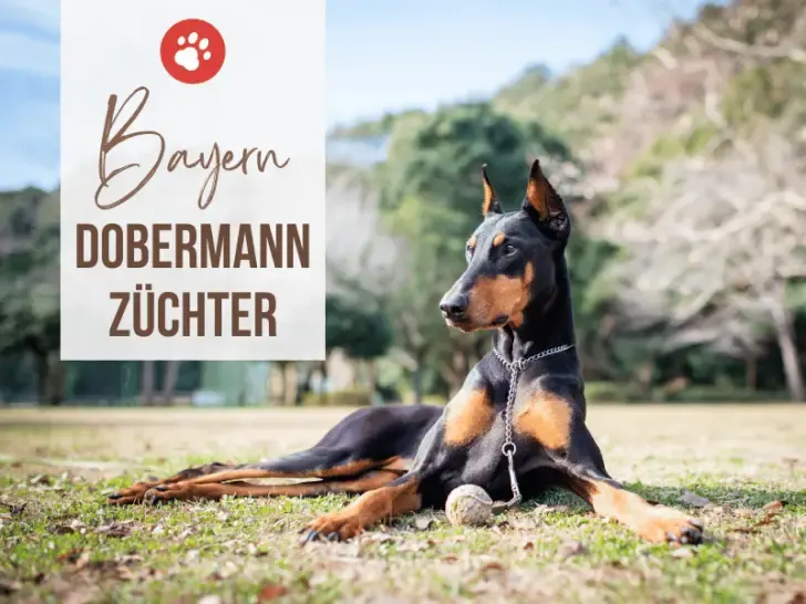 Dobermann Züchter Bayern: 9 seriöse Zuchtstätten