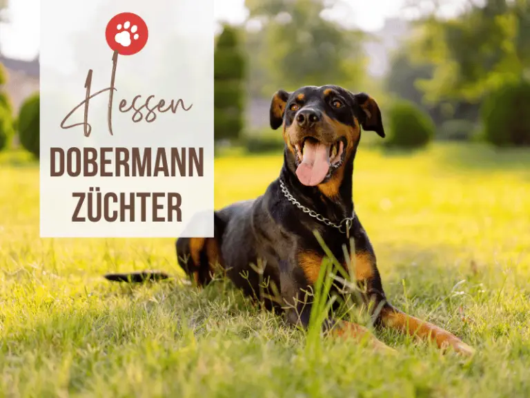 Dobermann Züchter Hessen: 8 seriöse Zuchtstätten