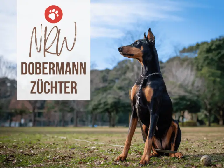 Dobermann Züchter NRW: 13 seriöse Zuchtstätten