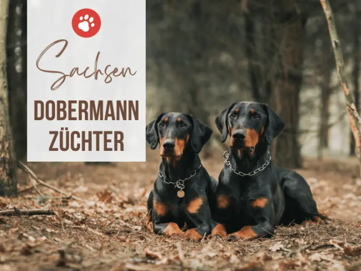 Dobermann Züchter Sachsen: Alle seriösen Zuchtstätten