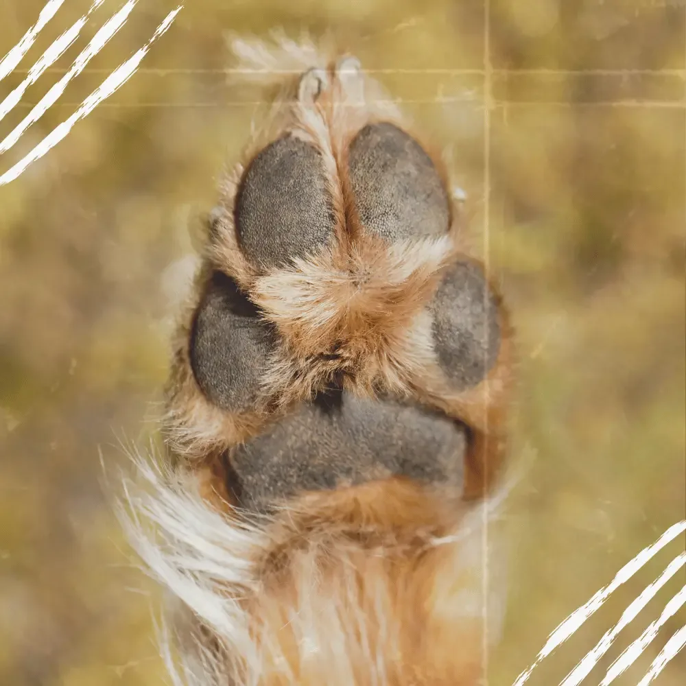 Die 10 H ufigsten Pfoten Krankheiten Beim Hund Die 10 H ufigsten Pfoten Krankheiten Beim Hund