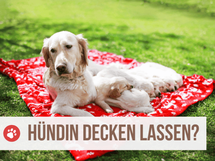 Sollte ich meine Hündin decken lassen? Vorbereitung und Ablauf