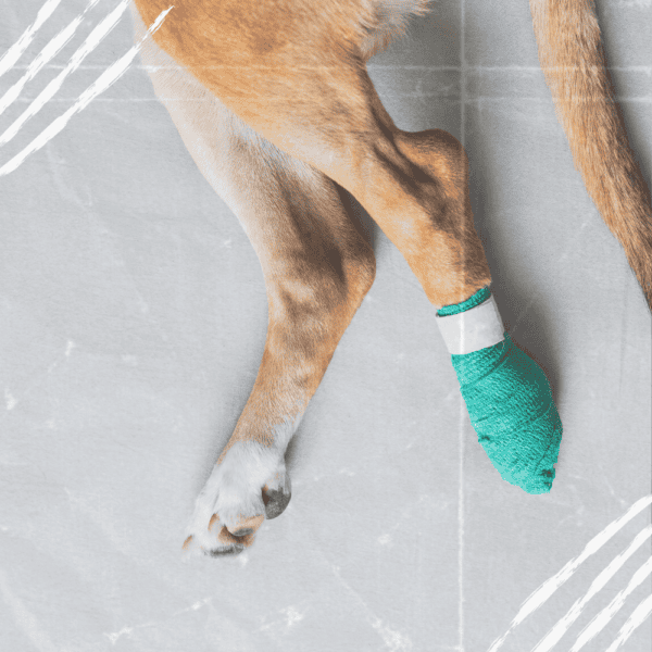 Gebrochene Pfote Beim Hund