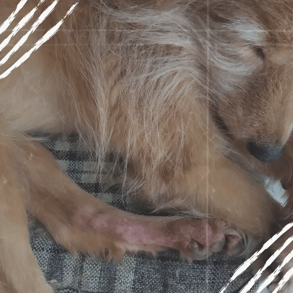 hund hat verletzung an hinterpfote mit haarausfall