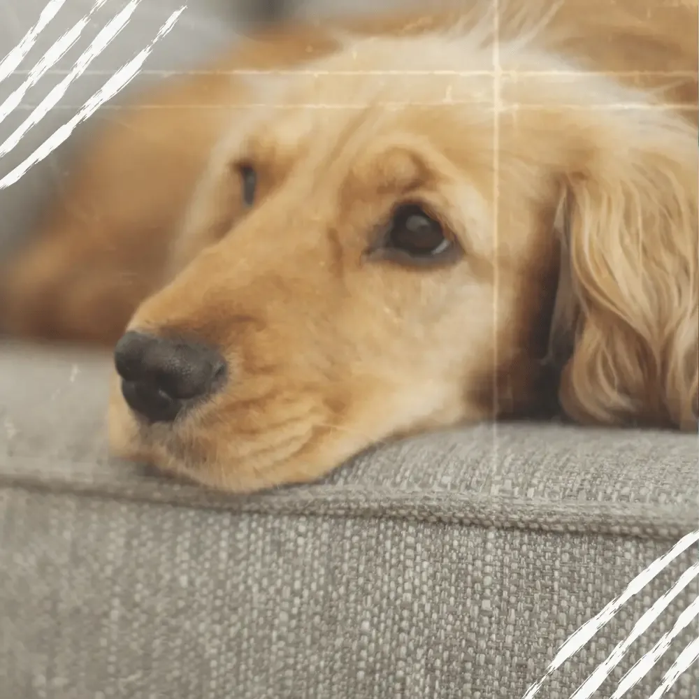 hund liegt auf der couch und sieht traurig aus