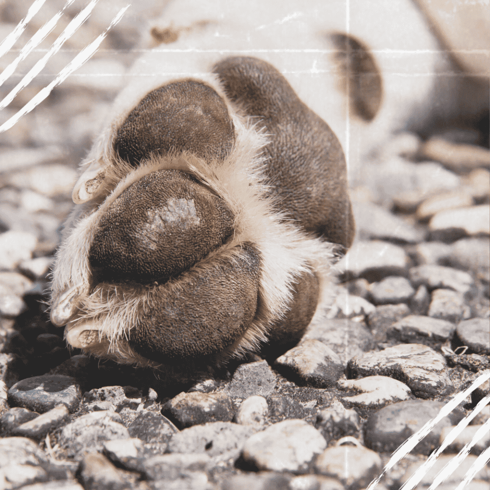 Die 10 häufigsten Pfoten Krankheiten beim Hund