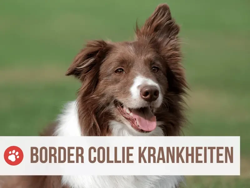 rassetypische border collie krankheiten