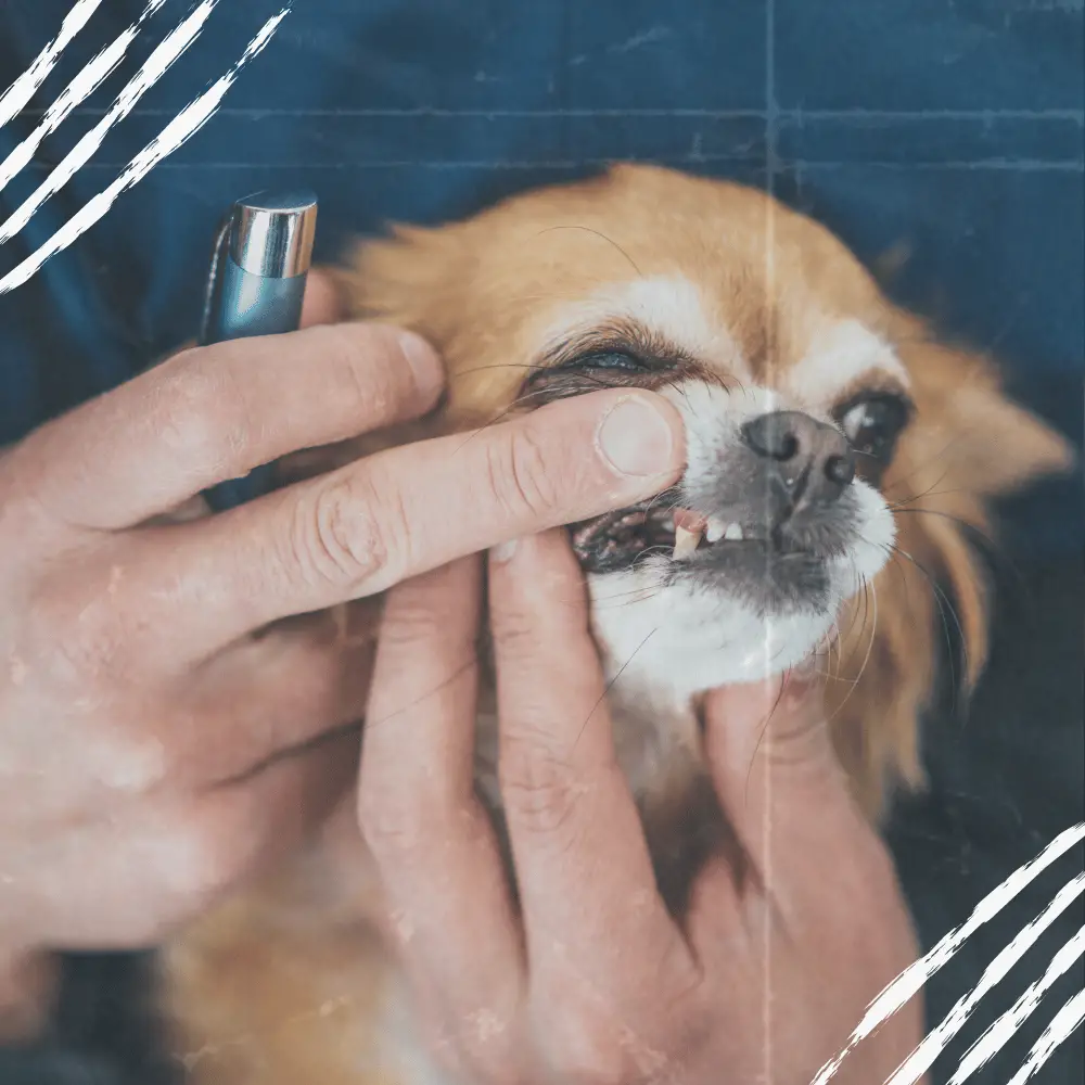 tierarzt überprüft die zähne beim chihuahua