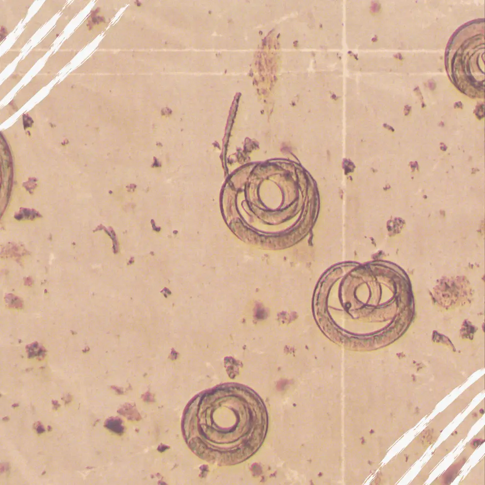 würmer unter dem mikroskop
