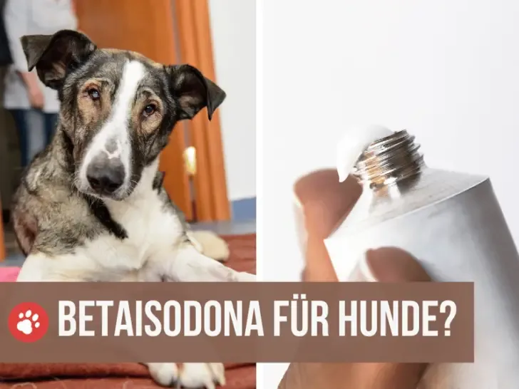 Ist Betaisodona für Hunde geeignet? Die heilende Salbe bei Entzündungen