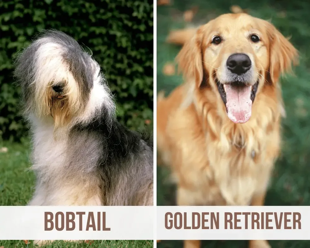 bobtail golden retriever mix