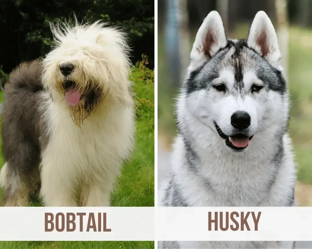 bobtail husky mix