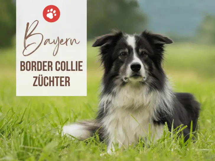 Border Collie Züchter Bayern: 28 seriöse Zuchtstätten