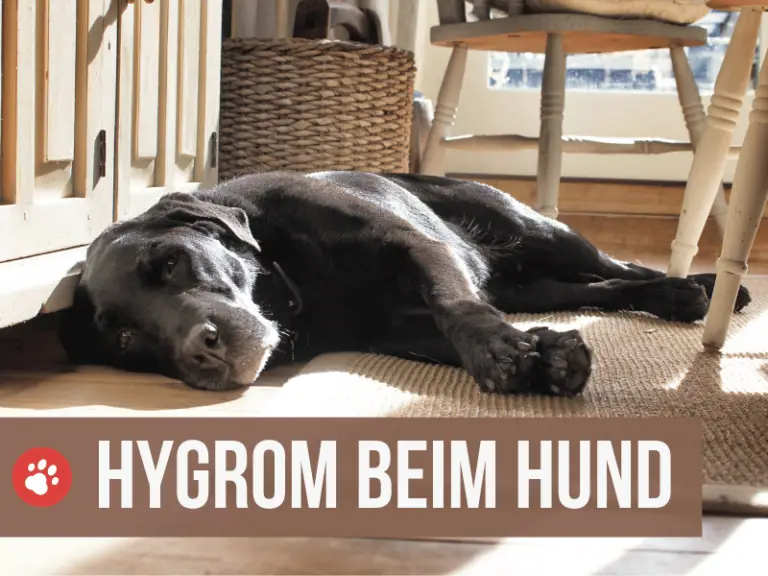 Hygrom beim Hund: Ursachen und 3 Tipps zur Vorbeugung