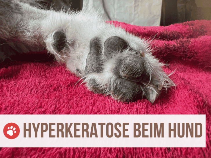 Was ist (Digitale) Hyperkeratose beim Hund? Nicht nur Ballen betroffen