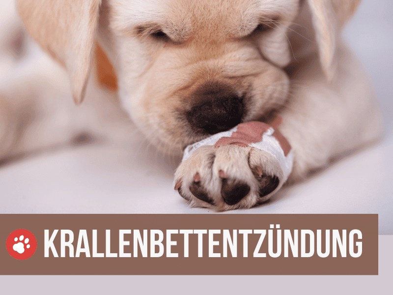 krallenbettentzündung beim hund