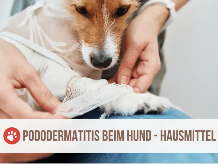 Pododermatitis beim Hund: 8 Hausmittel für gesunde Pfoten