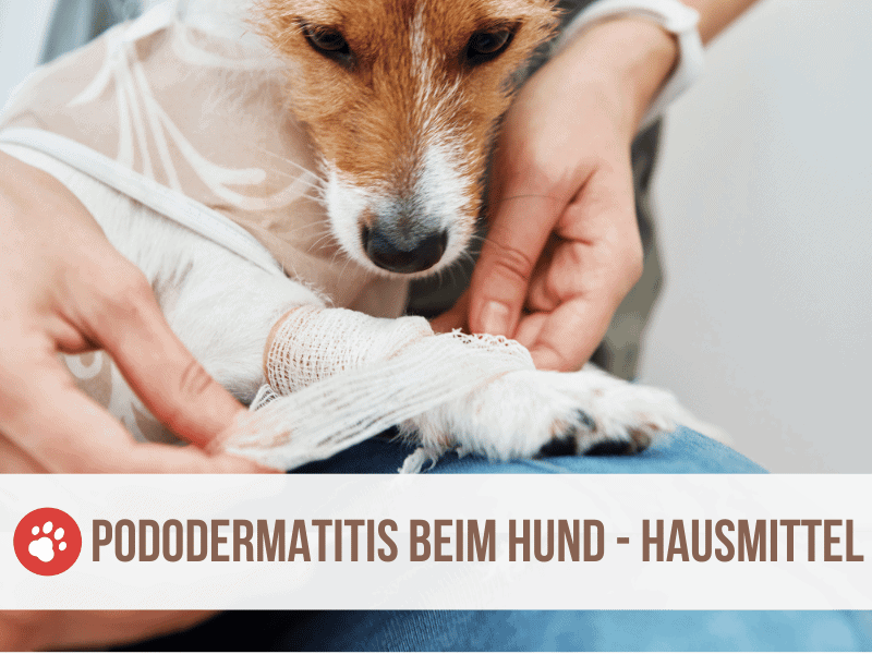 Geschwollene Zitzen Bei H ndin R de 10 Ursachen Geschwollene Zitzen Bei H ndin R de 10 Ursachen