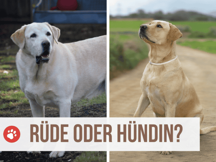 Rüde oder Hündin? So entscheidest Du richtig!