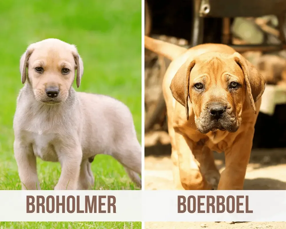 Broholmer Boerboel Mix