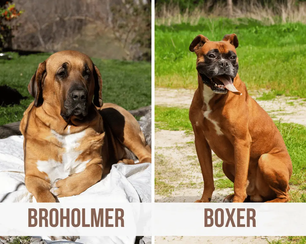 Broholmer Boxer Mix