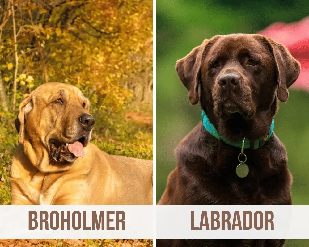 Broholmer Labrador Mix